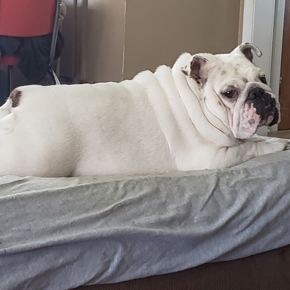 Stella-Bella's Tinder Pic & Bio